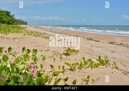 Ipomoea pes-caprae, noto anche come bayhops, spiaggia gloria di mattina o di capra al piede, crescente Bagal sulla spiaggia vicino a Townsville, Queensland, Australia Foto Stock