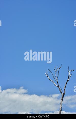 Albero morto contro un orizzonte blu, Bagal spiaggia vicino a Townsville, Queensland, Australia Foto Stock