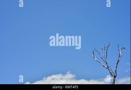 Albero morto contro un orizzonte blu, Bagal spiaggia vicino a Townsville, Queensland, Australia Foto Stock