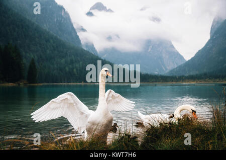 I cigni sul Lago di Dobbiaco in Alta Pusteria, Alpi Italiane Foto Stock