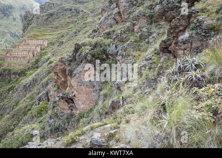 Rovine di Pinkuylluna (un antico granaio Inca) al di fuori della città di Ollantaytambo, Perù. Foto Stock