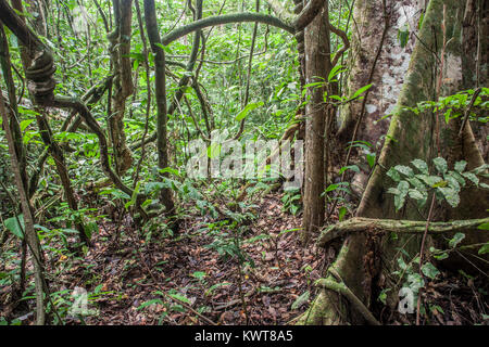 Tangled vines twist e vento attraverso l'aria nella pianura della foresta pluviale peruviana. Foto Stock