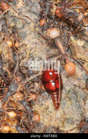 Questo insolito-cercando marrone rossastro insetto è uno stoppino beetle. Questa particolare specie parasitizes colonie di esercito di formiche, rubare le loro risorse mentre Foto Stock