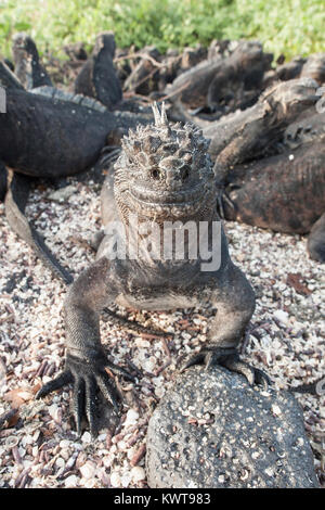 Gruppo delle Galapagos iguane marine (Amblyrhynchus cristatus hassi) crogiolarsi al mattino presto sun prima di mangiare alghe. Santa Cruz isla Foto Stock