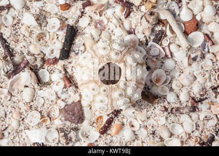 Matite di ardesia ricci di mare (Eucidaris thouarsii) test ('shell') tra mare conchiglie sulla spiaggia. San Cristobal Island, Galapagos. Foto Stock