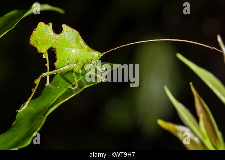 Un eccezionalmente ben mimetizzata katydid, somigliante ad una masticazione di foglia. Questo è un eccellente esempio di crypsis. Foto Stock
