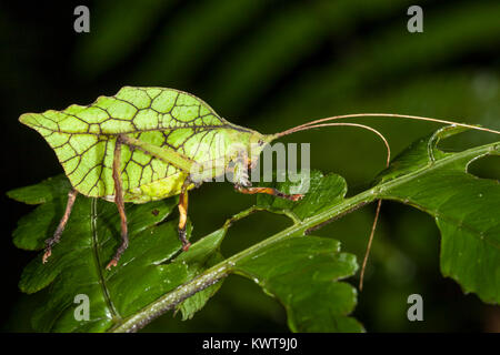 Un eccezionalmente ben mimetizzata katydid, somigliante ad una foglia. Questo è un eccellente esempio di crypsis. Foto Stock