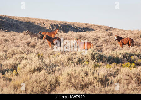 Allevamento di cavalli selvaggi (Equus caballus ferus) nella luce del mattino dell'alto deserto del Nevada settentrionale, STATI UNITI D'AMERICA. Foto Stock