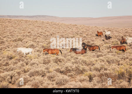 Allevamento di cavalli selvaggi (Equus caballus ferus) nella luce del mattino dell'alto deserto del Nevada settentrionale, STATI UNITI D'AMERICA. Foto Stock