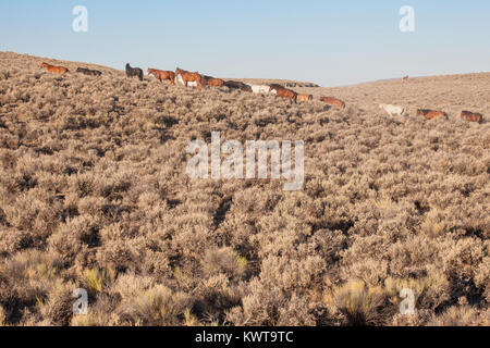 Allevamento di cavalli selvaggi (Equus caballus ferus) nella luce del mattino dell'alto deserto di Sheldon National Wildlife Refuge. Nevada, USA. Foto Stock