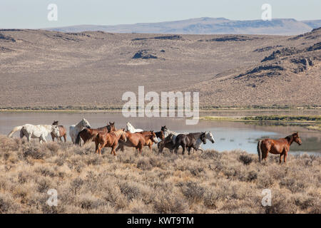 Allevamento di cavalli selvaggi (Equus caballus ferus) nella luce del mattino dell'alto deserto di Sheldon National Wildlife Refuge. Nevada, USA. Foto Stock