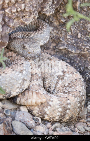 Wild Panamint rattlesnake (screziato rattlesnake, Crotalus mitchellii stephensi) nel Parco Nazionale della Valle della Morte, Nevada, Stati Uniti d'America. Foto Stock