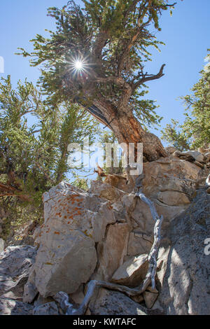 Crescita vecchia grande bacino Bristlecone Pino (Pinus longaeva) nel Schulman BOSCHETTO antico Bristlecone Pine Forest (California, USA).