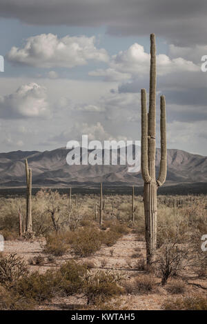 Cactus Saguaro (Carnegiea gigantea) nel deserto Sonoran monumento nazionale. Foto Stock