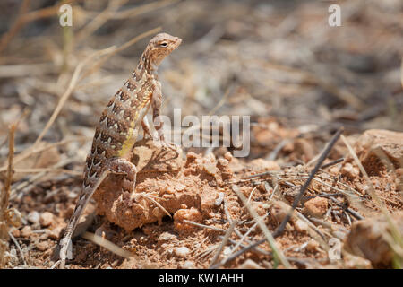 Femmina earless elegante lizard (Lesser earless lucertola), Holbrookia maculata elegans. Foto Stock