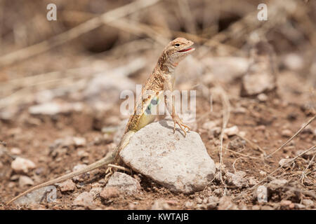 Maschio schiusi elegante earless lizard (Lesser earless lucertola), Holbrookia maculata elegans. Foto Stock