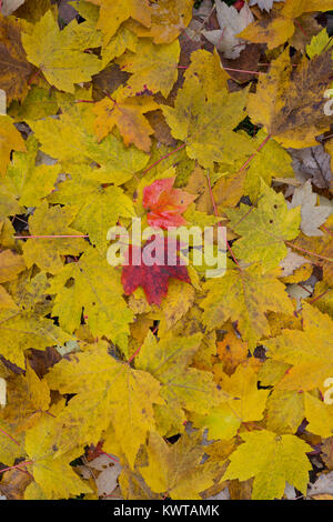 Rosso foglia di platano tra giallo Foto Stock