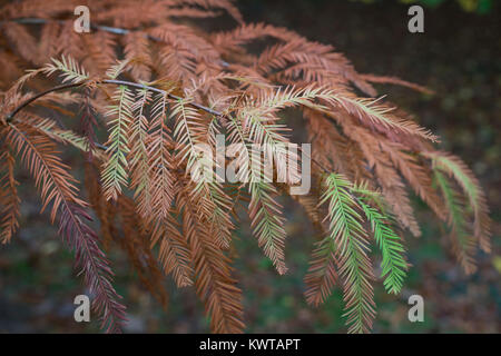 Palude di Cipro Foto Stock