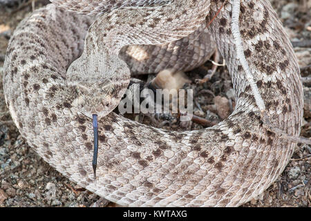 Avvolte western diamondback rattlesnake (Crotalus atrox), scuotendo il sonaglio sulla sua coda, estende la sua lingua biforcuta. Foto Stock