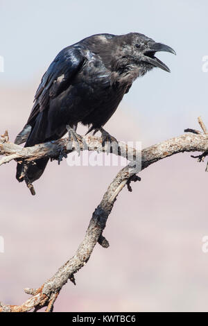 Comune di corvo imperiale (Corvus corax) con bocca aperta, la chiamata, mentre appollaiato su un intoppo. Foto Stock