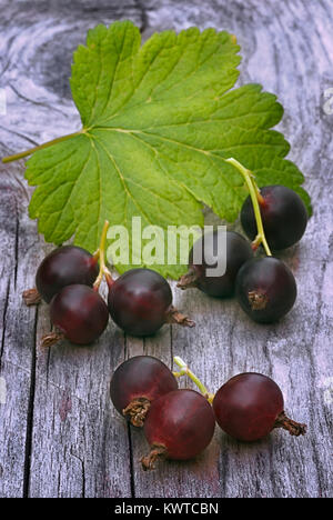 Jostabarry (Ribes nidigrolaria 'josta'), ibrido di ribes a grappoli e uva spina Foto Stock