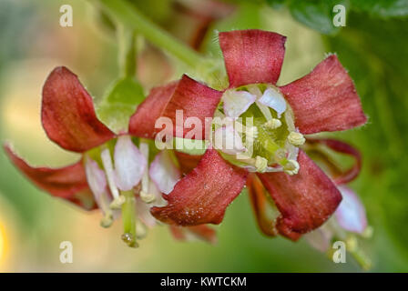 Fiore jostabarry (Ribes nidigrolaria 'josta'), ibrido di ribes a grappoli e uva spina Foto Stock