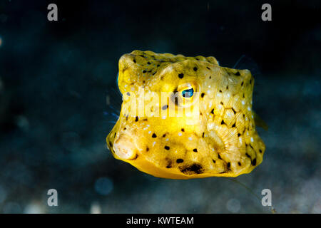 I capretti Longhorn cowfish (Lactoria cornuta) Lembeh strait, Nord Sulawesi, Indonesia Foto Stock