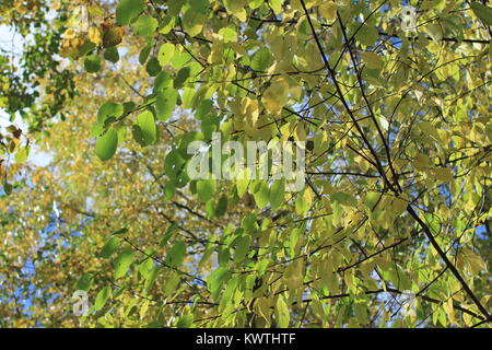 Giallo-verde delle foglie sui rami di betulla contro il cielo blu, sfondo autunno Foto Stock