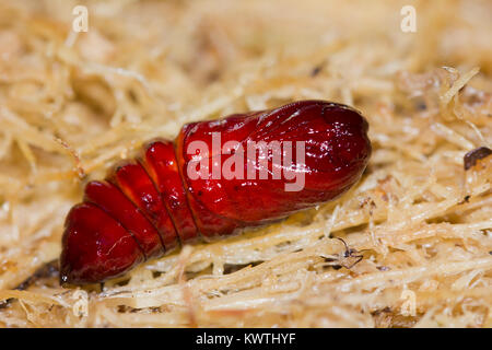 Lobster moth caterpillar Foto Stock