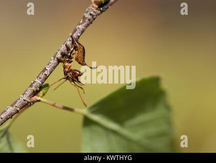 Lobster moth caterpillar Foto Stock