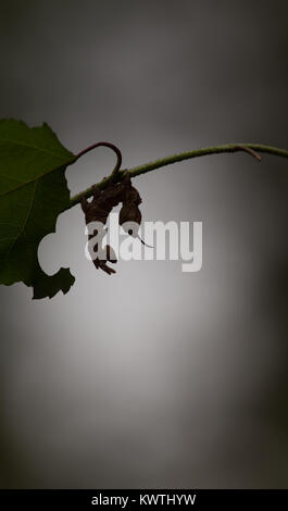 Lobster moth caterpillar Foto Stock