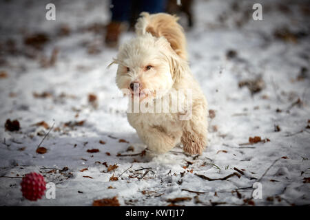 Bianco cane havanese giocando con la palla rossa nel paesaggio invernale Foto Stock