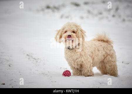 Bianco cane havanese in piedi nella neve paesaggio con sfera rossa e guardare Foto Stock