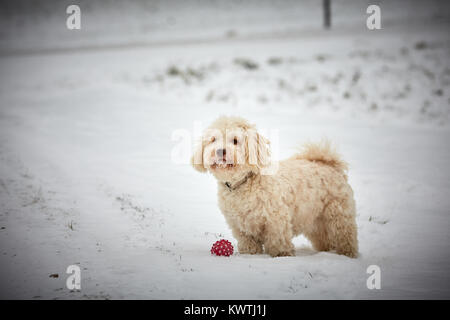 Bianco cane havanese in piedi nella neve paesaggio con sfera rossa e guardare Foto Stock