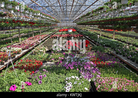 La petunia. Campo con la primavera e l'estate fiori in vasi appesi in una serra. Nelle petunie colorate in vasi. Motivo floreale, composizione diagonale Foto Stock