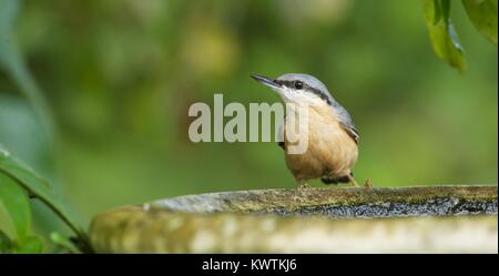 Picchio muratore europeo (Sitta europaea) su giardino Bagno uccelli, Gloucestershire Foto Stock