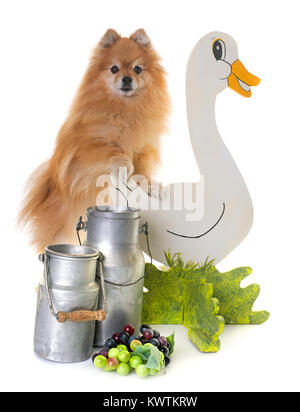 Spitz di Pomerania davanti a uno sfondo bianco Foto Stock