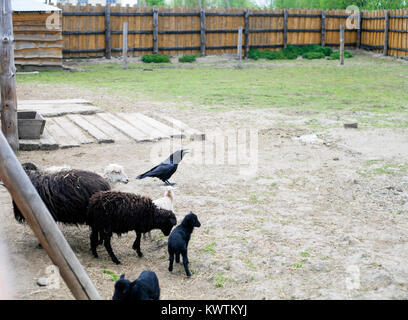 Raven, diverse le pecore e gli agnelli sul cantiere di fattoria. Leader di pecora Foto Stock