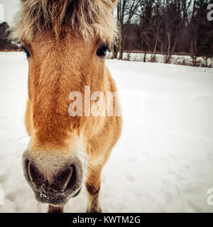 Un fiordo norvegese fuori nella neve in un campo di Wisconsin. Foto Stock