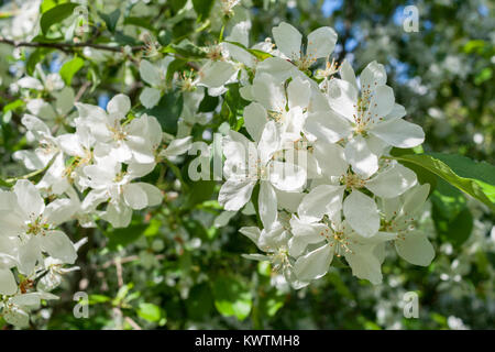 Soleggiato ramo della fioritura del melo con fiori bianchi in primavera. Foto Stock