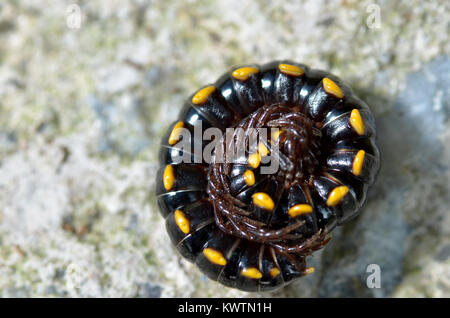 Millipedes sono un gruppo di artropodi che sono caratterizzate dal fatto di avere due coppie di gambe articolate su più segmenti corpo; essi sono noti scientificamente un Foto Stock