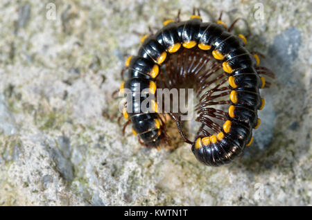 Millipedes sono un gruppo di artropodi che sono caratterizzate dal fatto di avere due coppie di gambe articolate su più segmenti corpo; essi sono noti scientificamente un Foto Stock