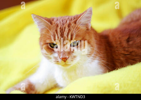 Il bianco e il rosso gatto diagonale giacente su una coperta di giallo, close-up Foto Stock