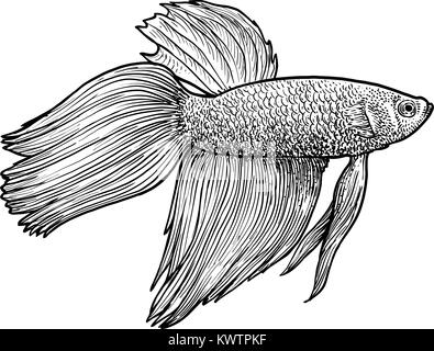 Siamese fighting fish illustrazione, disegno, incisione, inchiostro, line art, vettore Illustrazione Vettoriale