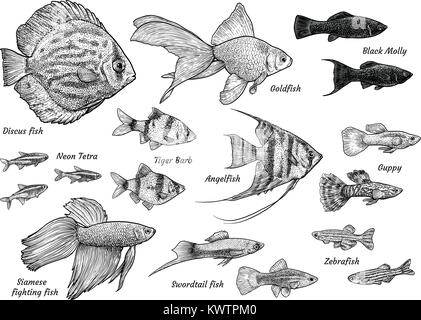 Raccolta di pesci di acquario illustrazione, disegno, incisione, inchiostro, line art, vettore Illustrazione Vettoriale