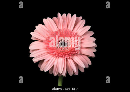 Closeup shot utilizzando focus impilamento di un crisantemo rosa su sfondo nero Foto Stock