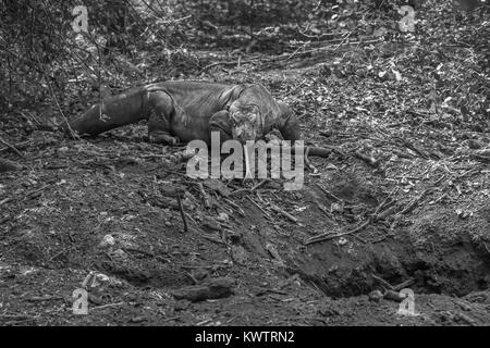 Drago di Komodo accanto al suo den, Loh Buaya Parco Nazionale di Komodo, Rinca Isola, Indonesia Foto Stock