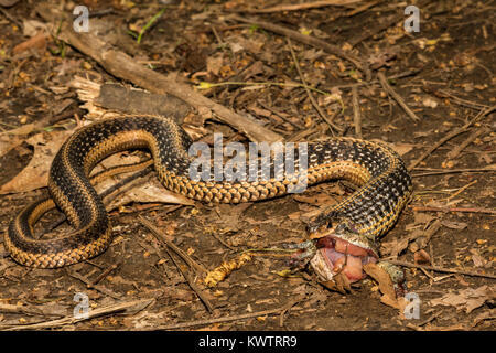 Un orientale Garter Snake mangiare grigio di una raganella Foto Stock