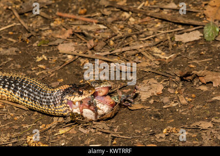 Un orientale Garter Snake mangiare grigio di una raganella Foto Stock