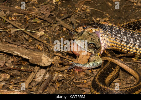 Un orientale Garter Snake mangiare grigio di una raganella Foto Stock